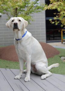 PTSD Dog Nadia