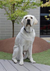 PTSD Dog Nigel