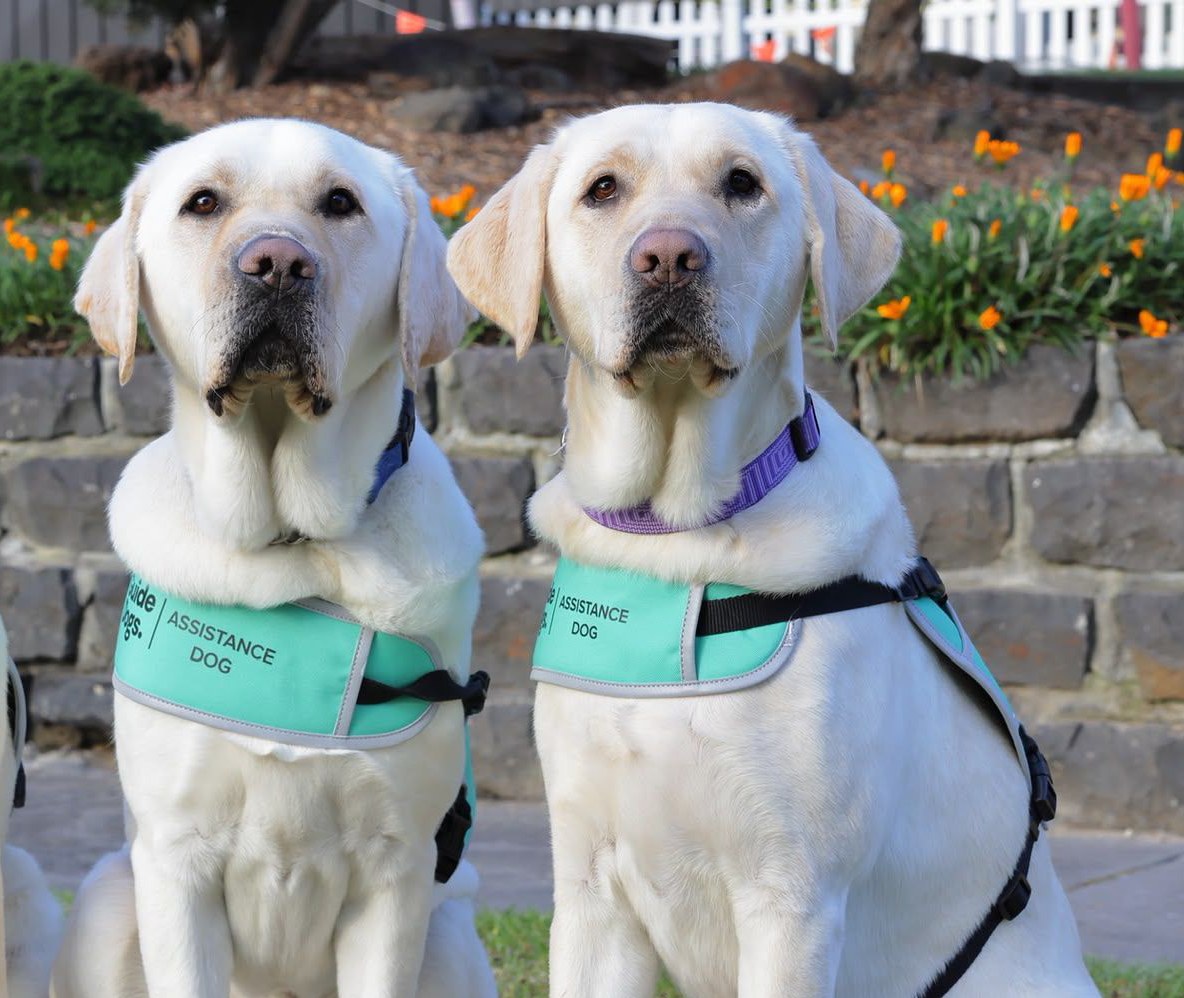 Guide Dogs Larrie, Nigel & Nadia