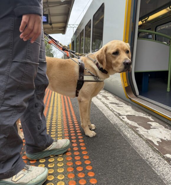 Tuscany waits for train with her handler