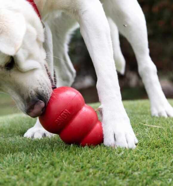Dog playing with Kong