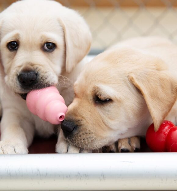 Puppies playing with kong toy