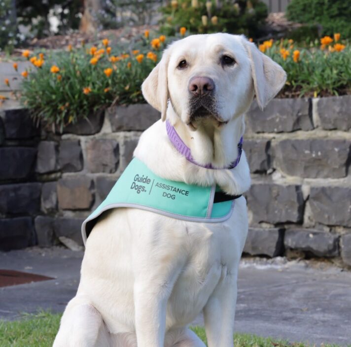 Guide Dog Nadia