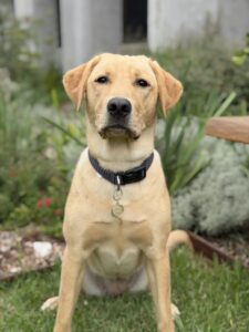 Breeding Dog Peaches