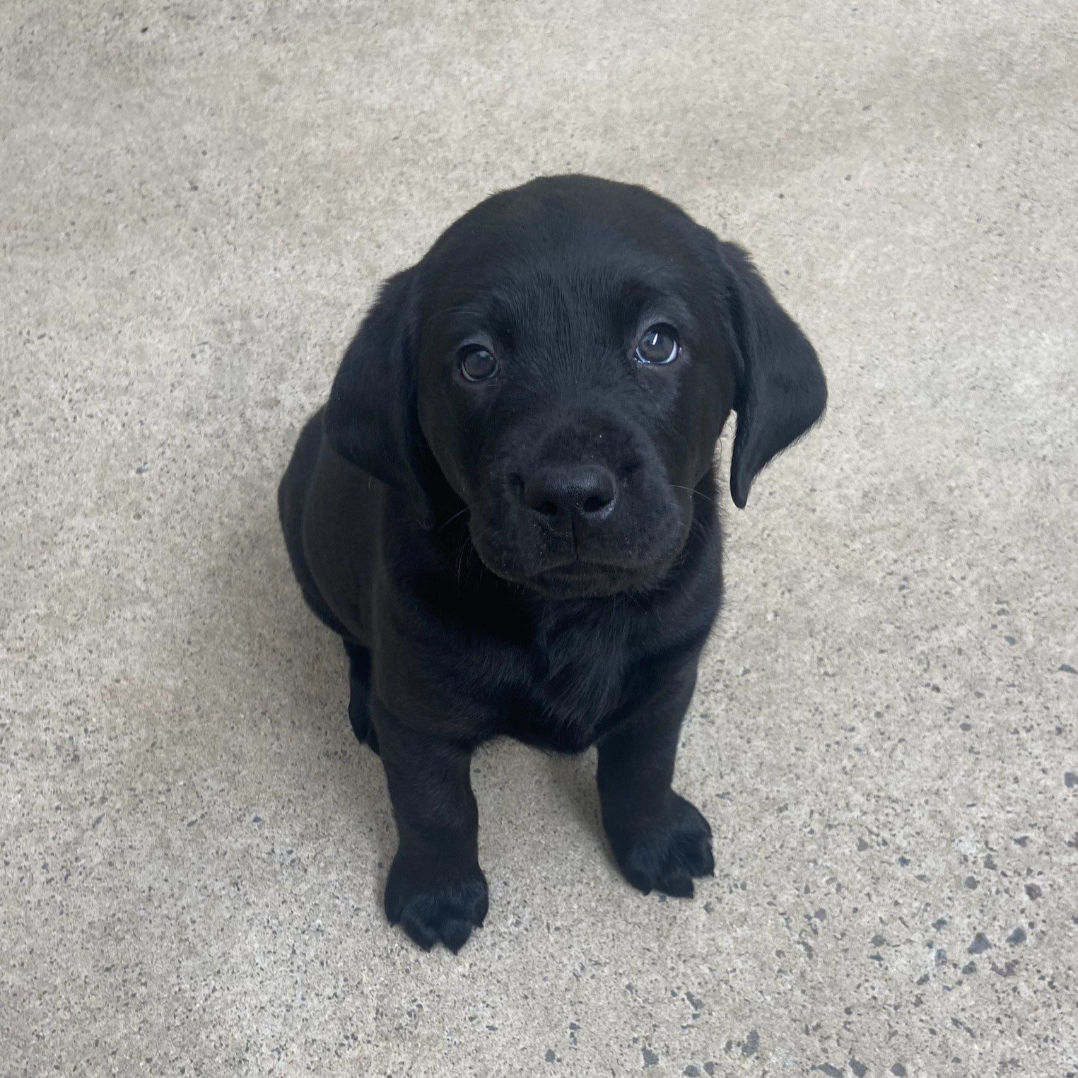 Black Labrador puppy, Pepper, sits and looks up at the camera.
