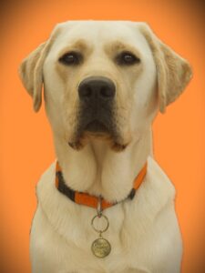 Loved as Pets (LAP) Dog Percy