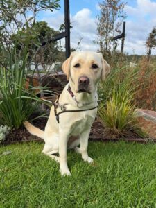 Guide Dog Remy