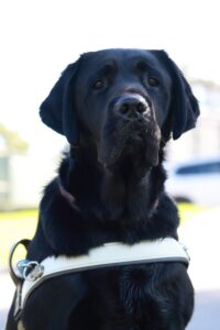 Guide Dog Ravi