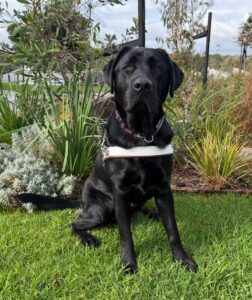 Guide Dog Solo