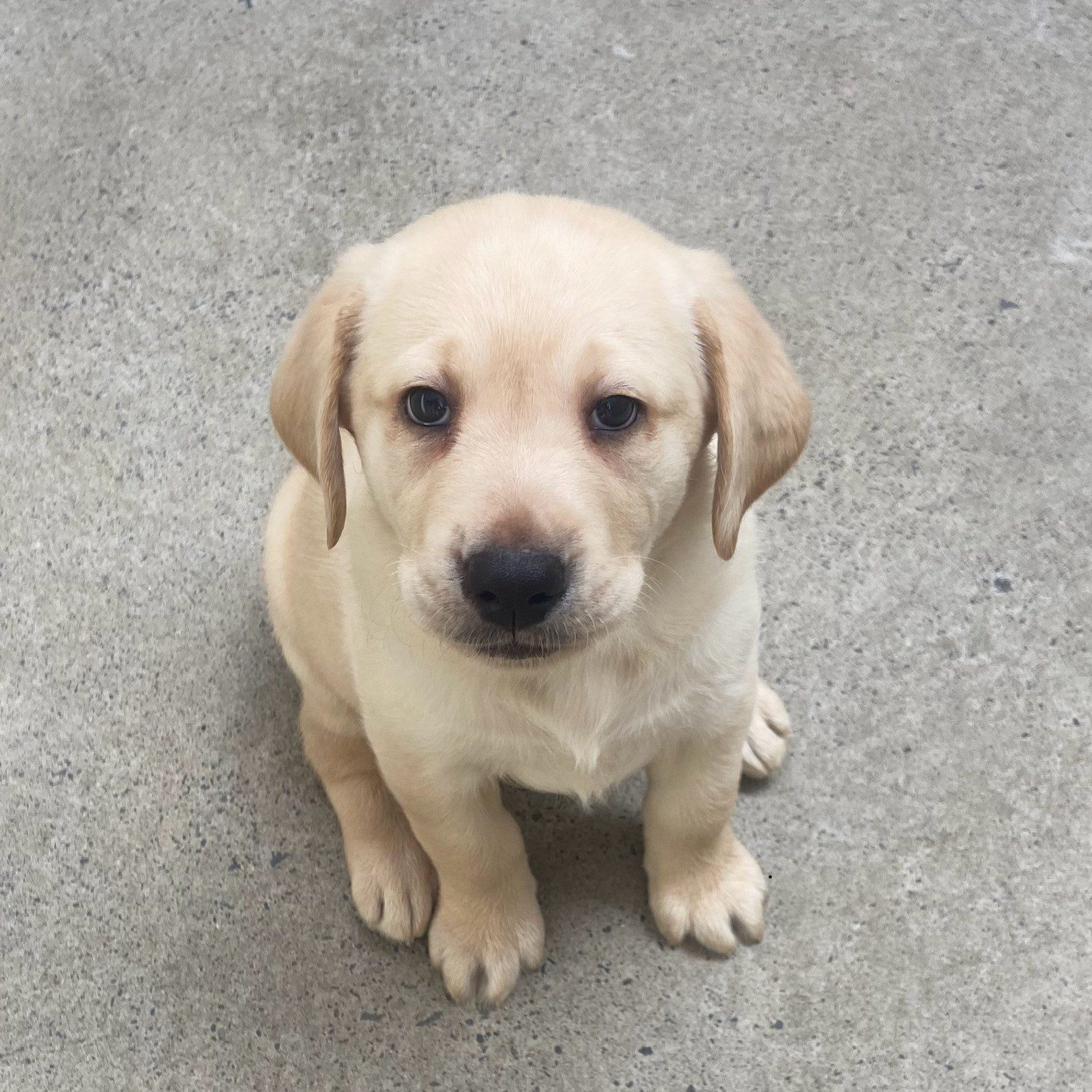Yellow Labrador puppy, Saffron, sits and looks up at the camera.