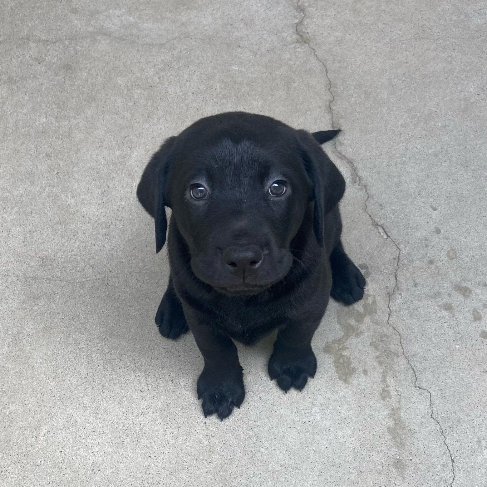 Black Labrador puppy, Sage, sits and looks up at the camera.