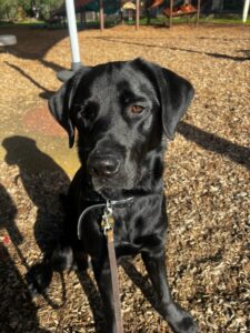 Loved as Pets (LAP) Dog Shadow