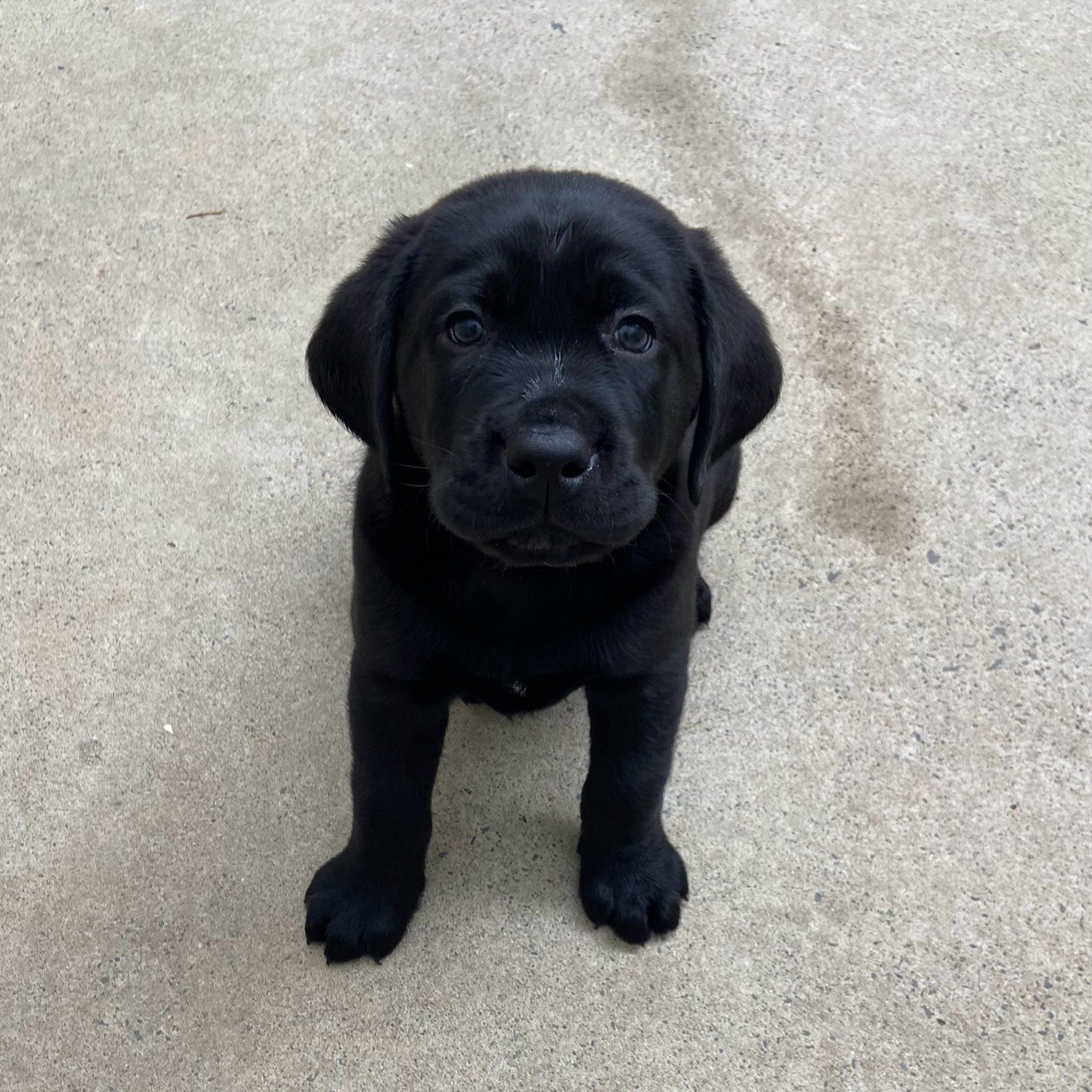 Black Labrador puppy, Sumac, sits and looks at the camera.