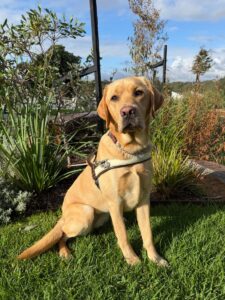 Guide Dog Tuscany