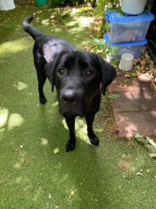 Loved as Pets (LAP) Dog Tomi