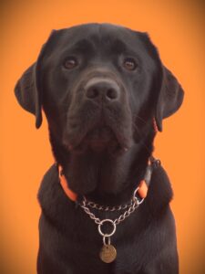 Loved as Pets (LAP) Dog Twix