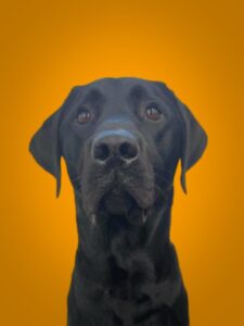 Therapy Dog Yanzee