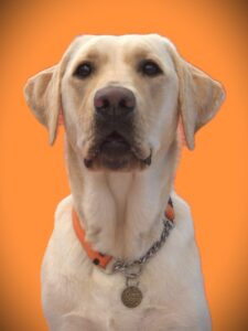 Loved as Pets (LAP) Dog Asher
