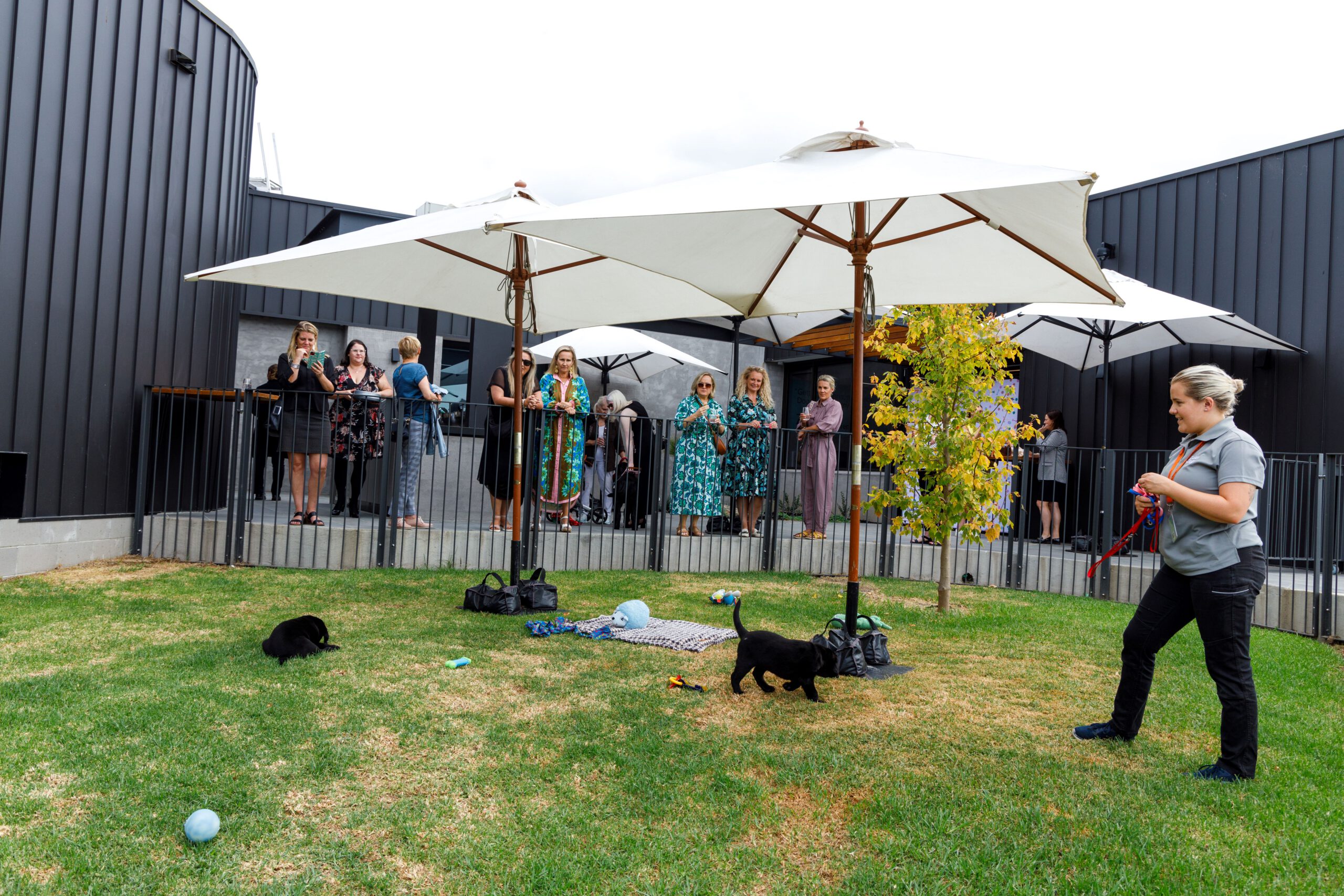 People in the outdoor barbeque space, overlooking a green grass pen which has puppies playing in it.