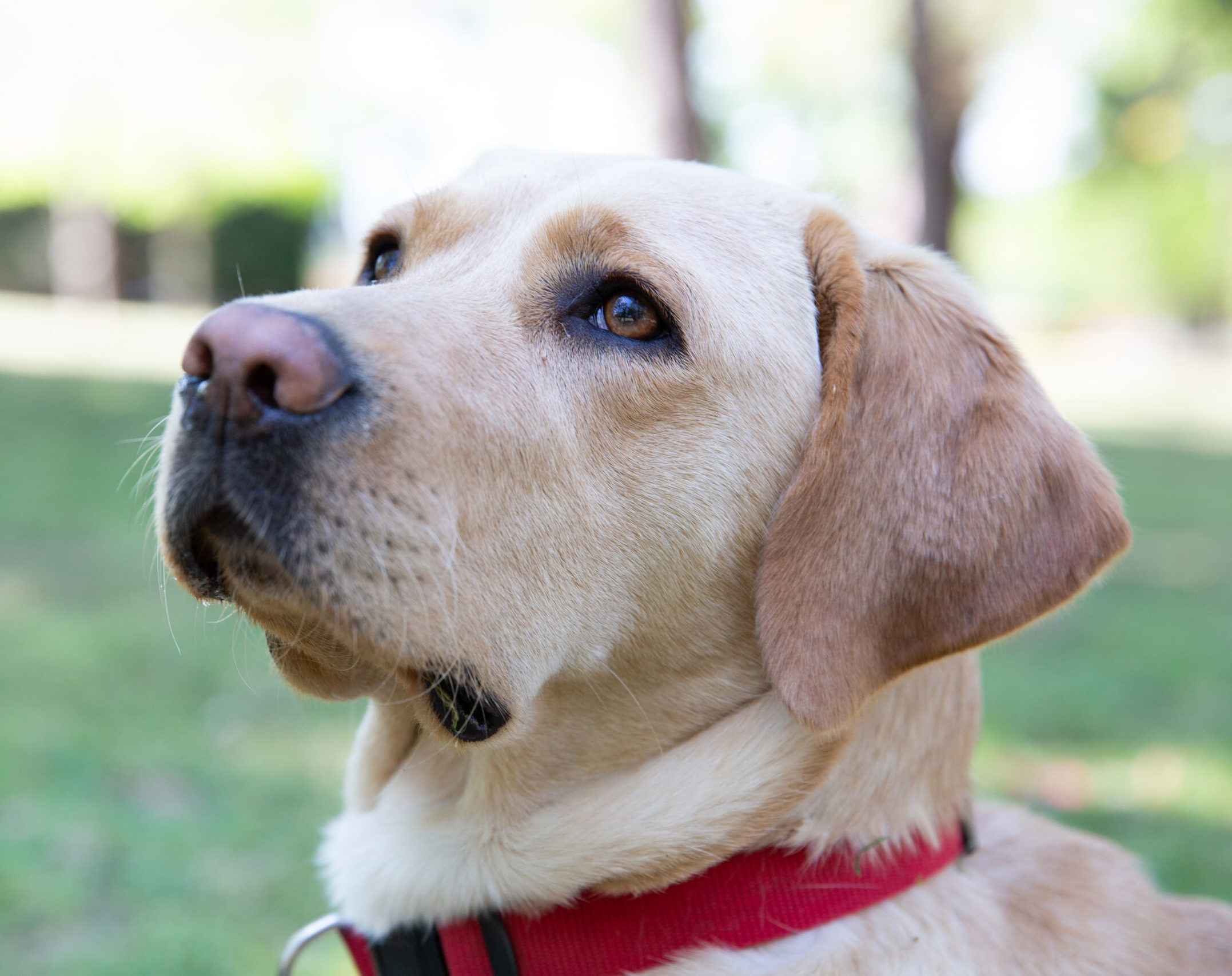 A close up portrait of a yellow guide dog wearing a red collar in a garden setting.