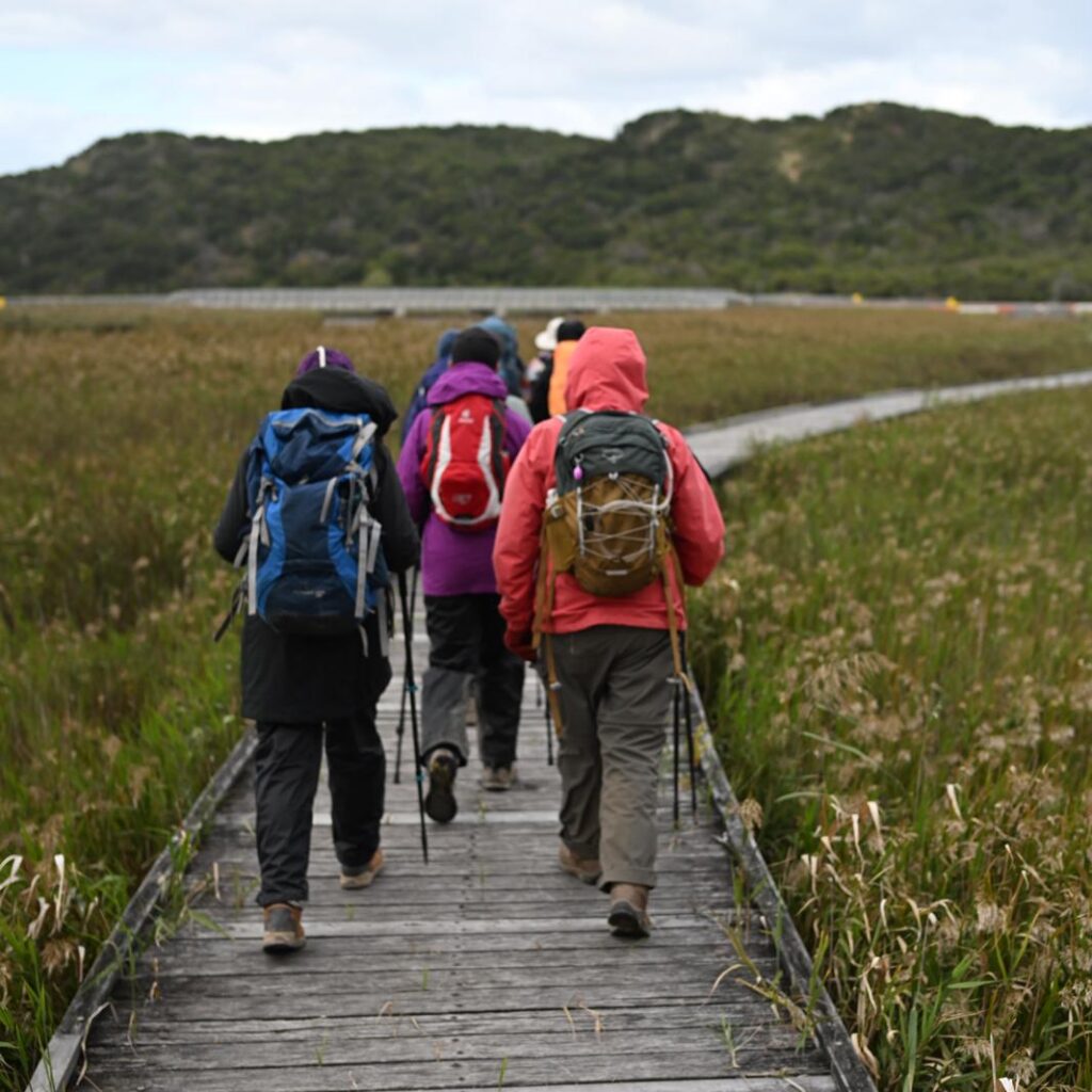 A group of five hikers wearing outdoor jackets and carrying backpacks walk away from the camera along a weathered wooden boardwalk through tall grassy wetlands. Some use walking poles. The boardwalk curves to the right towards low, densely vegetated hills beneath an overcast sky.