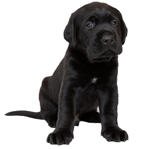 A black Labrador puppy