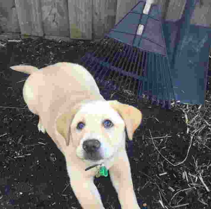 Puppy Vashti in the garden