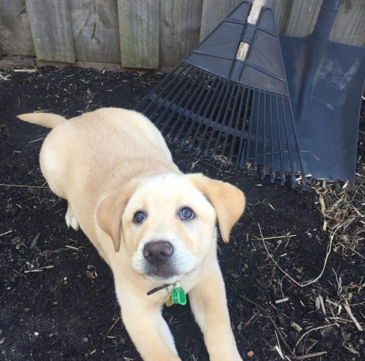 Puppy Vashti in the garden