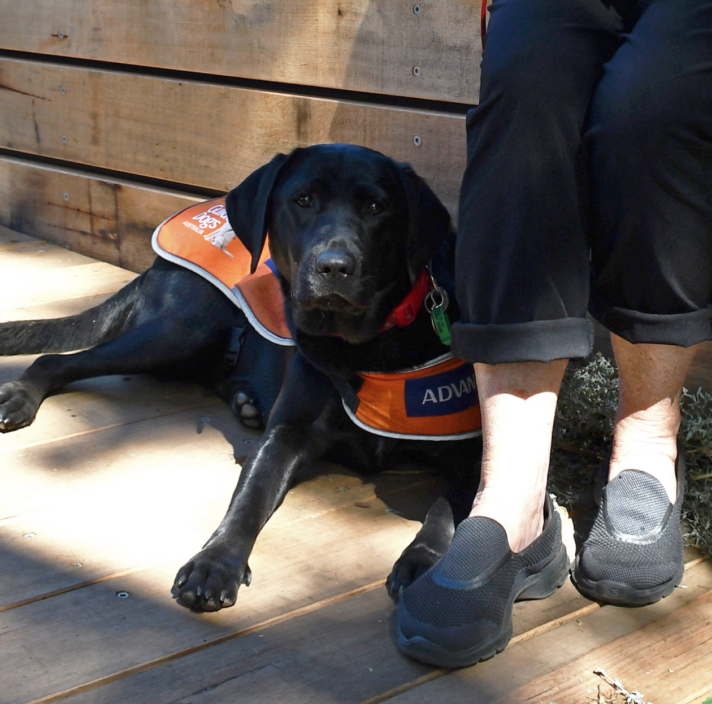Jeanette's Guide Dog pup, lying down and wearing a trainee coat