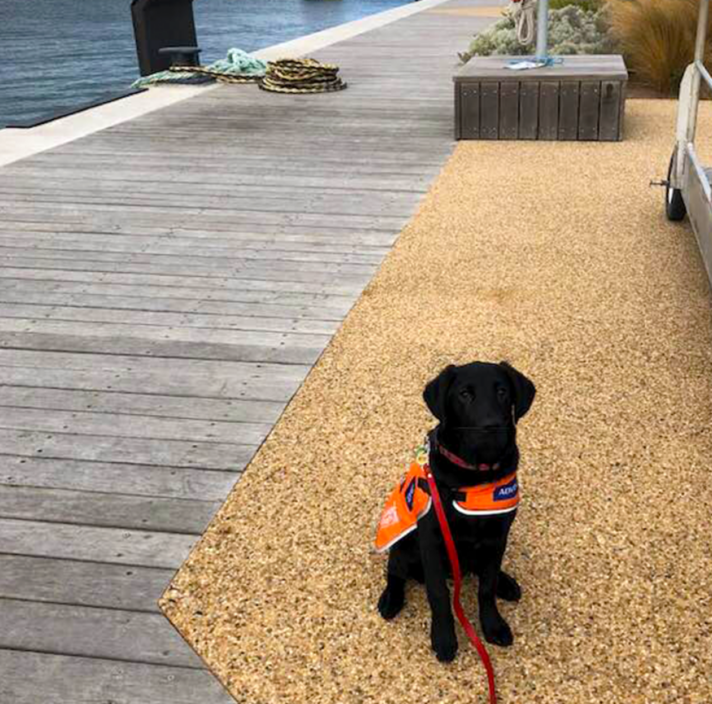 A black guide dog pup in training, wearing a trainee coat and sitting by a dock
