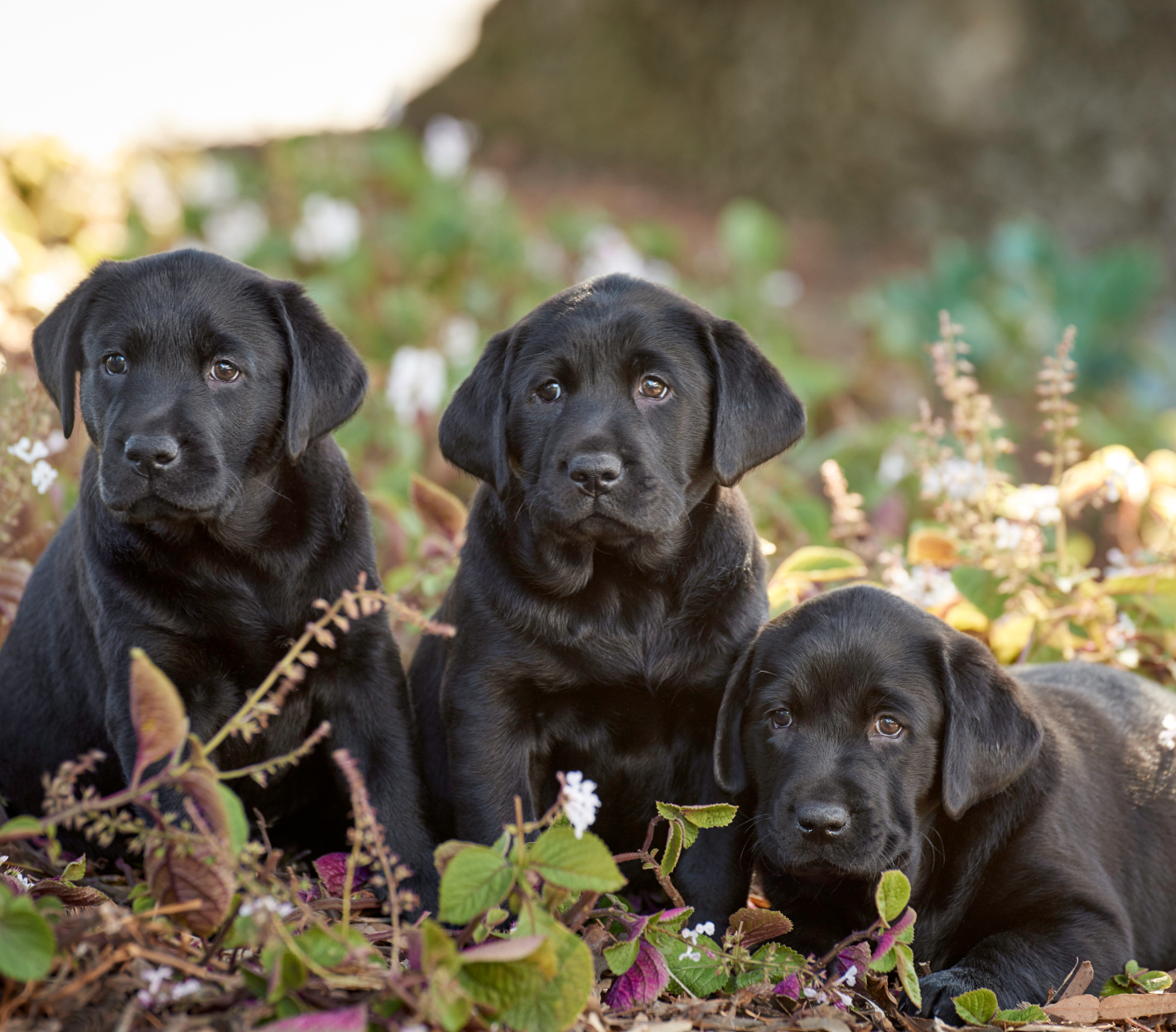 Three black guide dogs pups sitting in a field