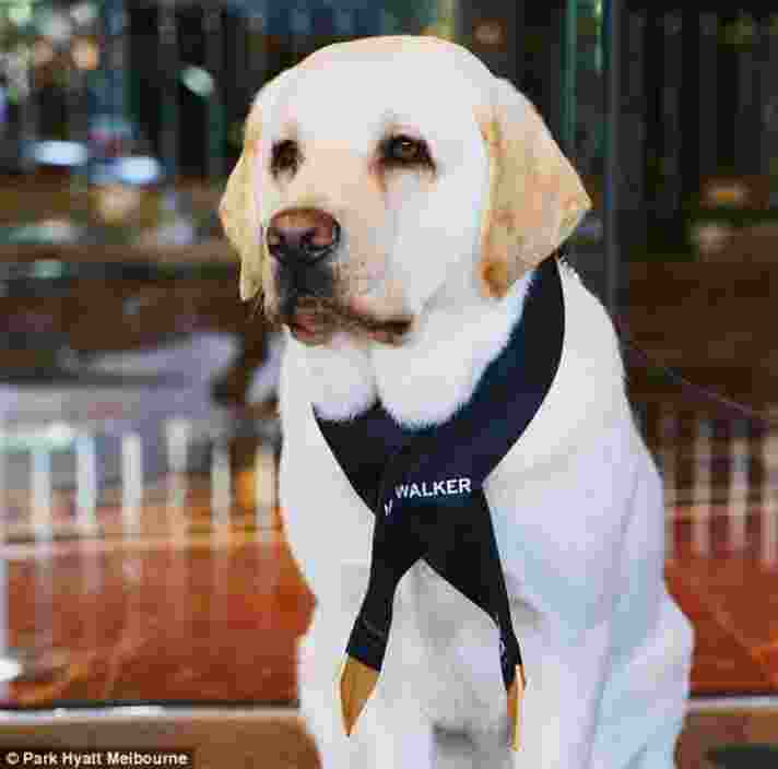 Guide Dog's Ambassador Dog, Mr Walker, seated outside. Mr Walker is looking at the camera.