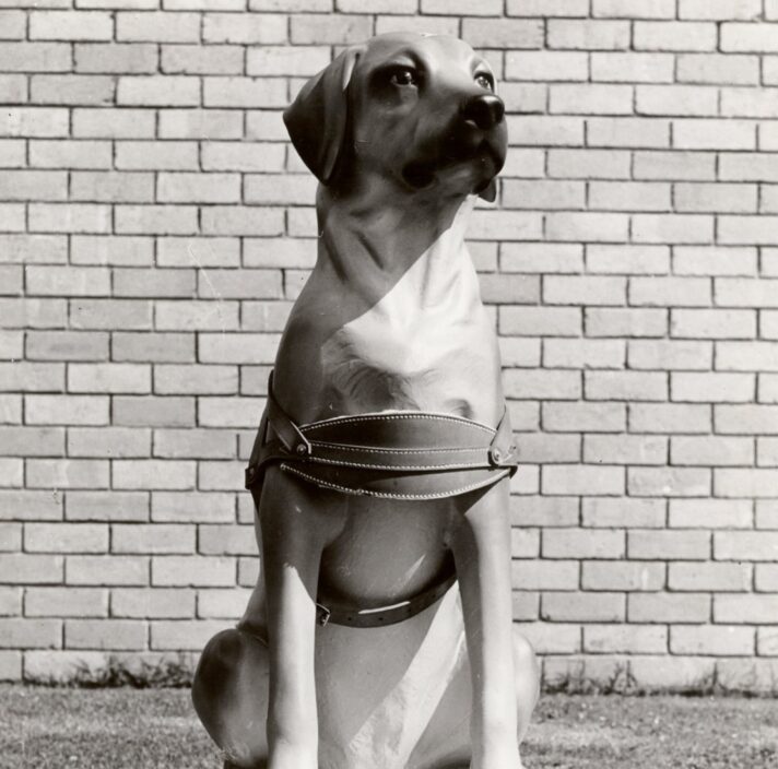 A 1970's black and white image of a large Guide Dog's collection dog.