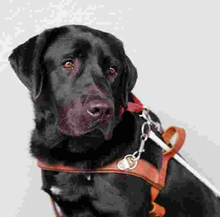 A black labrador Guide Dog seated against a grey background. The Guide Dog is in harness and is looking to the right of the camera.