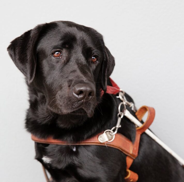 A black labrador Guide Dog seated against a grey background. The Guide Dog is in harness and is looking to the right of the camera.