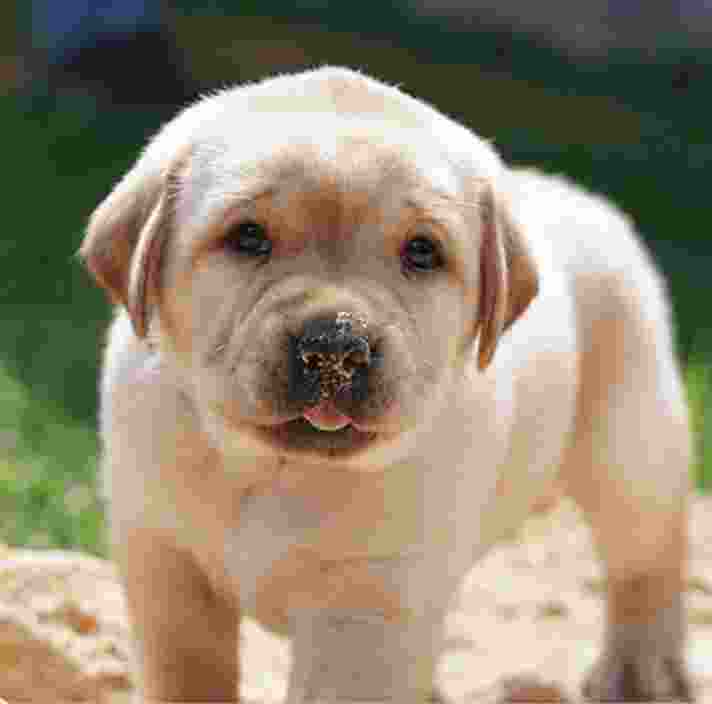 A seven week old yellow labrador puppy standing outside in sand. The puppy is looking at the camera and has some sand on the end of its noise.