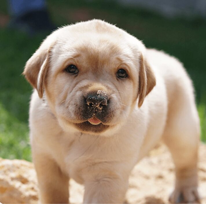 A seven week old yellow labrador puppy standing outside in sand. The puppy is looking at the camera and has some sand on the end of its noise.