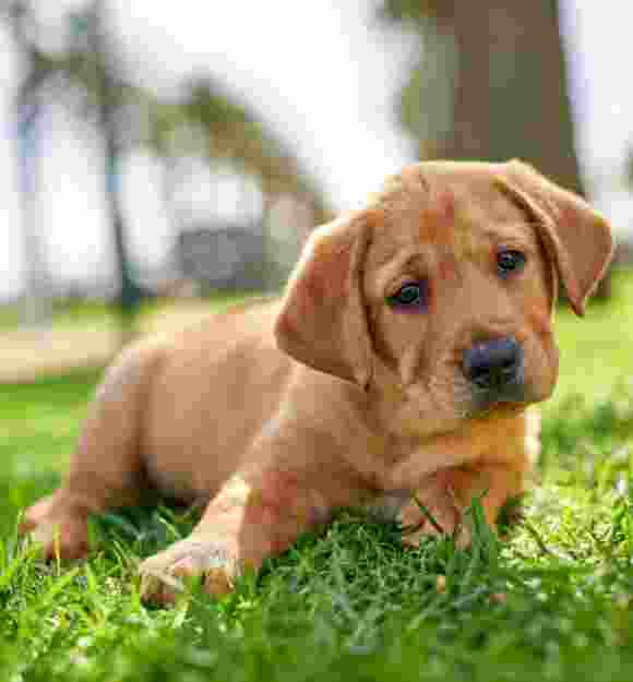 A ten week old caramel labrador puppy. The puppy is sitting flat on some grass.
