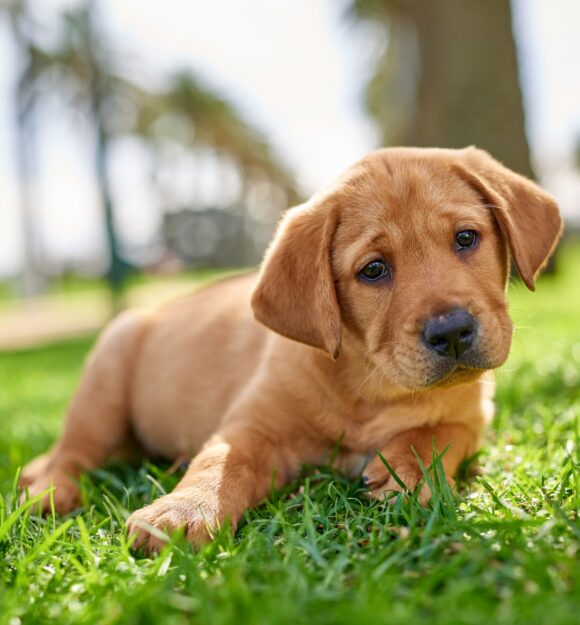 A ten week old caramel labrador puppy. The puppy is sitting flat on some grass.