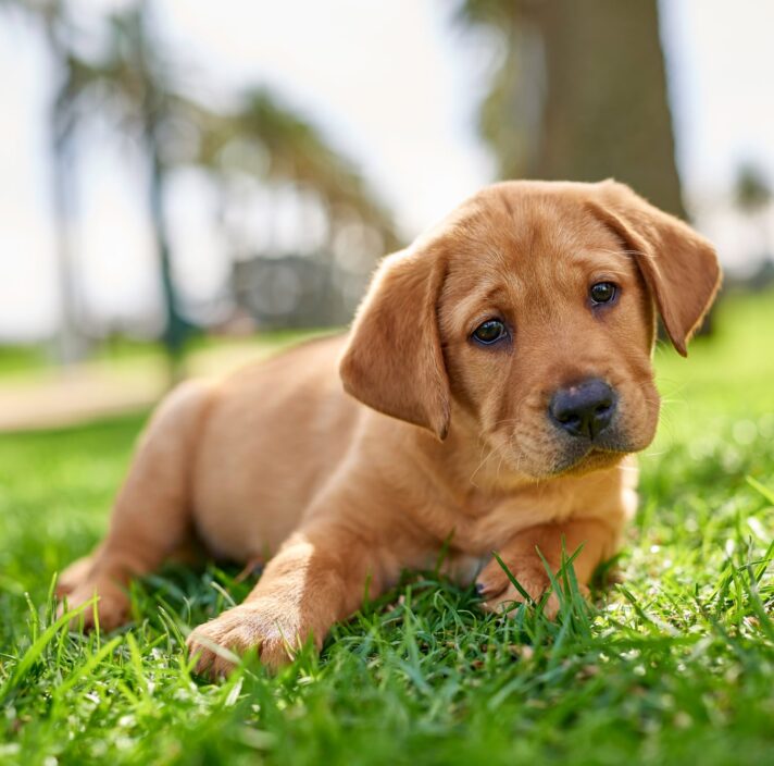 A ten week old caramel labrador puppy. The puppy is sitting flat on some grass.