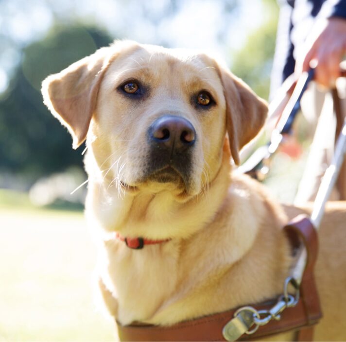 Close up of a Yellow labrador in harness.