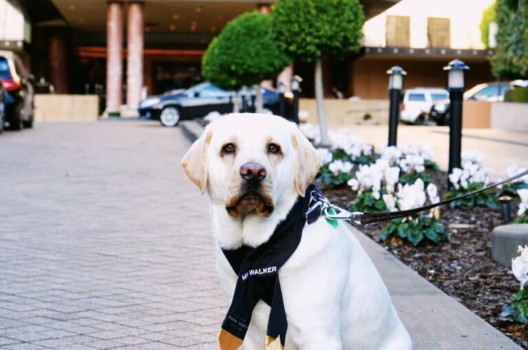 Canine Ambassadors Guide Dogs Victoria