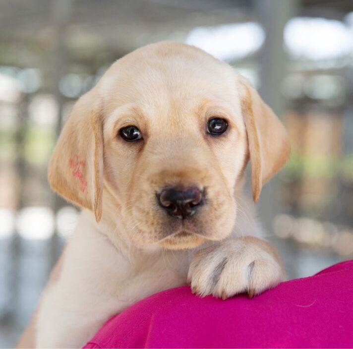 A yellow eight week old labrador puppy on the shoulder of a person. The puppy is looking at the camera.