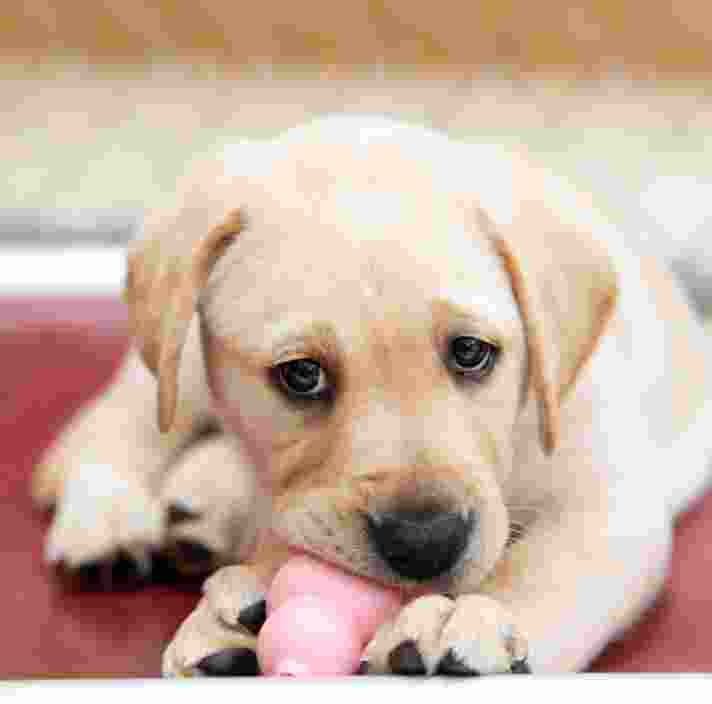 A yellow eight week old labrador puppy looking at the camera with a toy in its mouth.