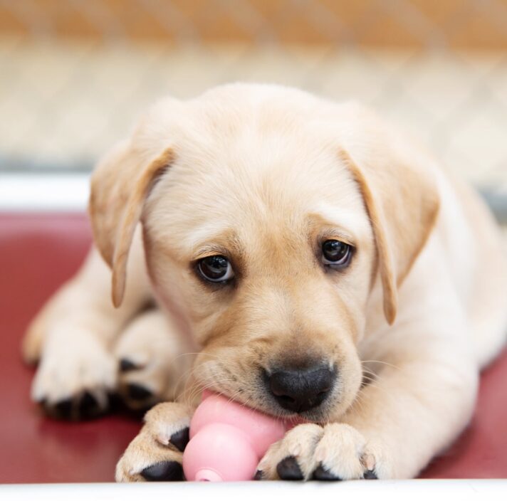 A yellow eight week old labrador puppy looking at the camera with a toy in its mouth.