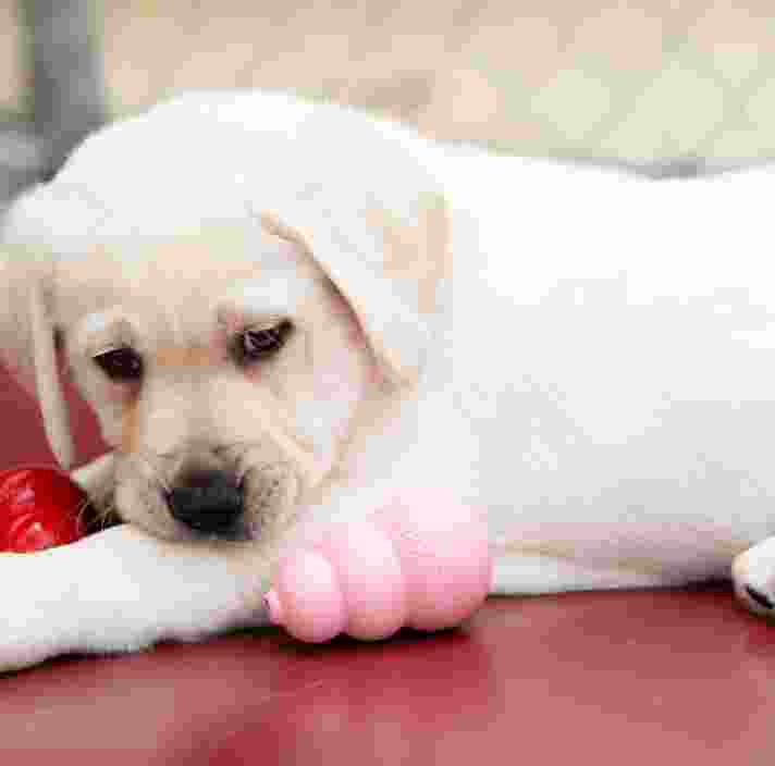 A yellow eight week old labrador puppy sitting with two dog toys next to it.