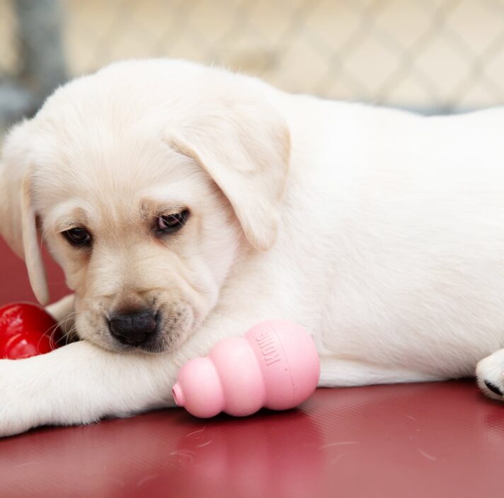 A yellow eight week old labrador puppy sitting with two dog toys next to it.