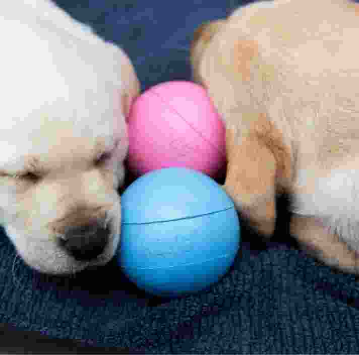 Two eight week old yellow labrador puppies asleep next to a blue and pink ball.