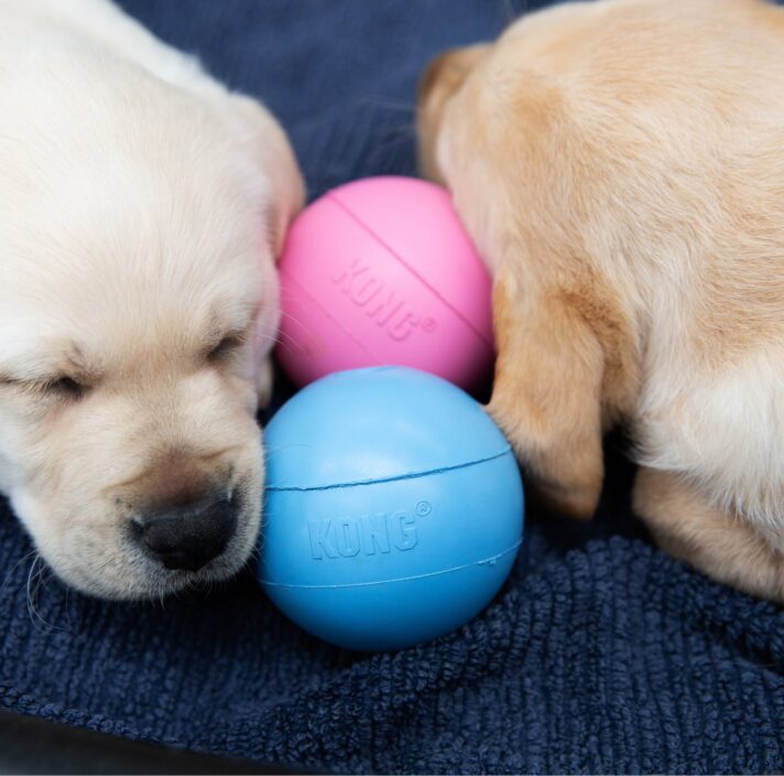 Two eight week old yellow labrador puppies asleep next to a blue and pink ball.