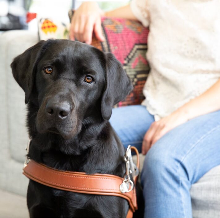 Black labrador dog in harness sitting next to its handlers leg.